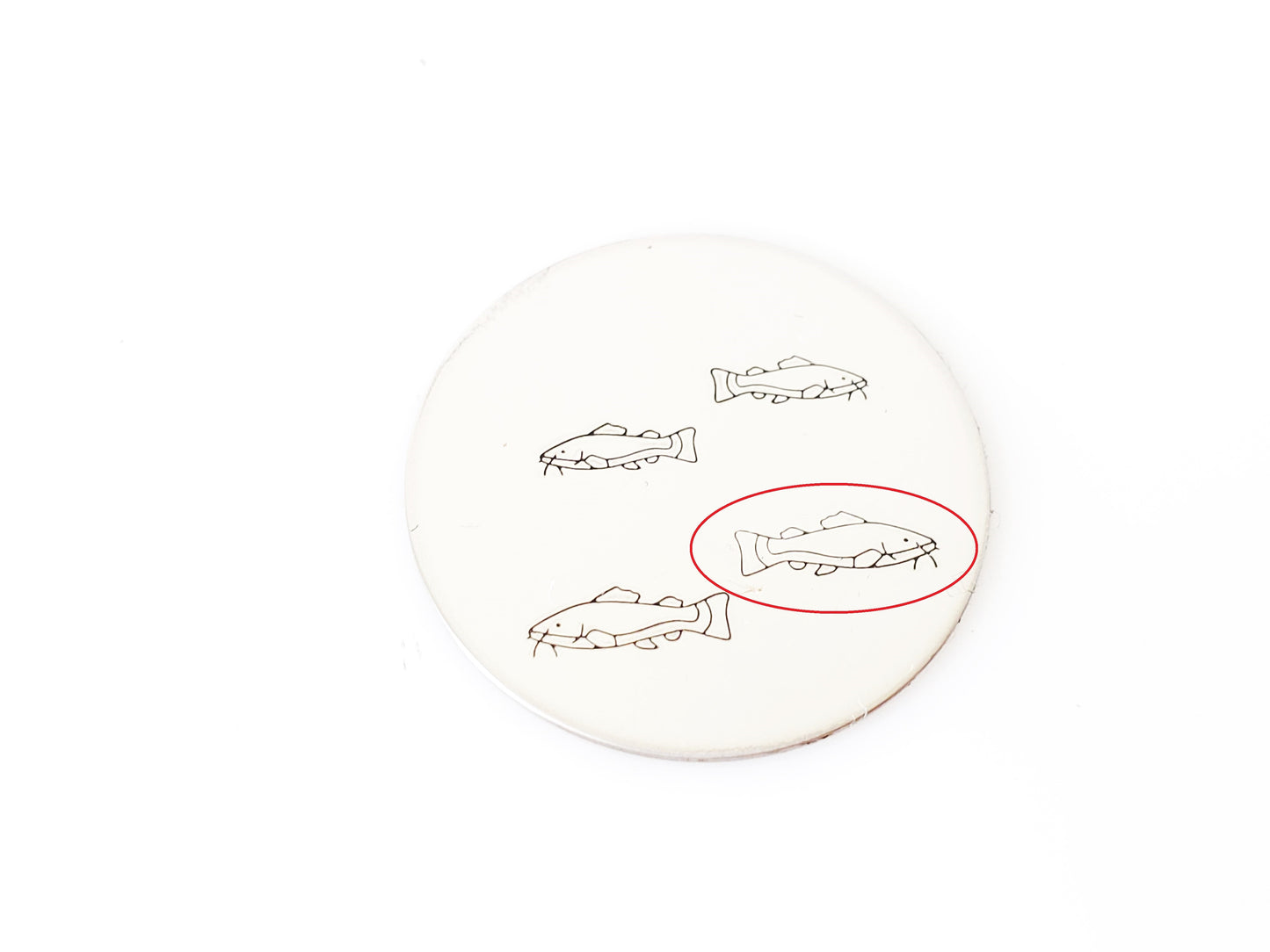 Fishes - Catfish #02