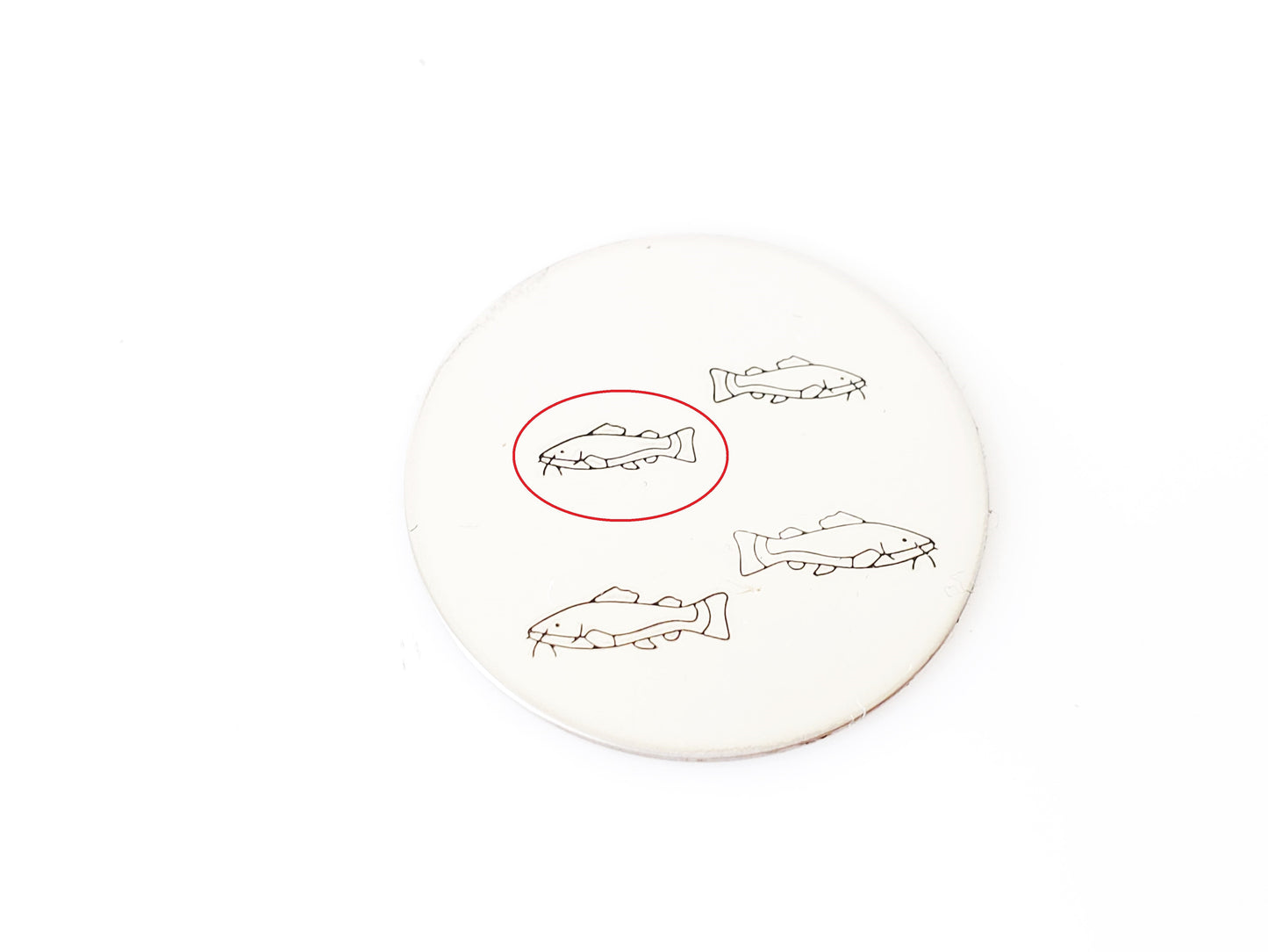 Fishes - Catfish #02