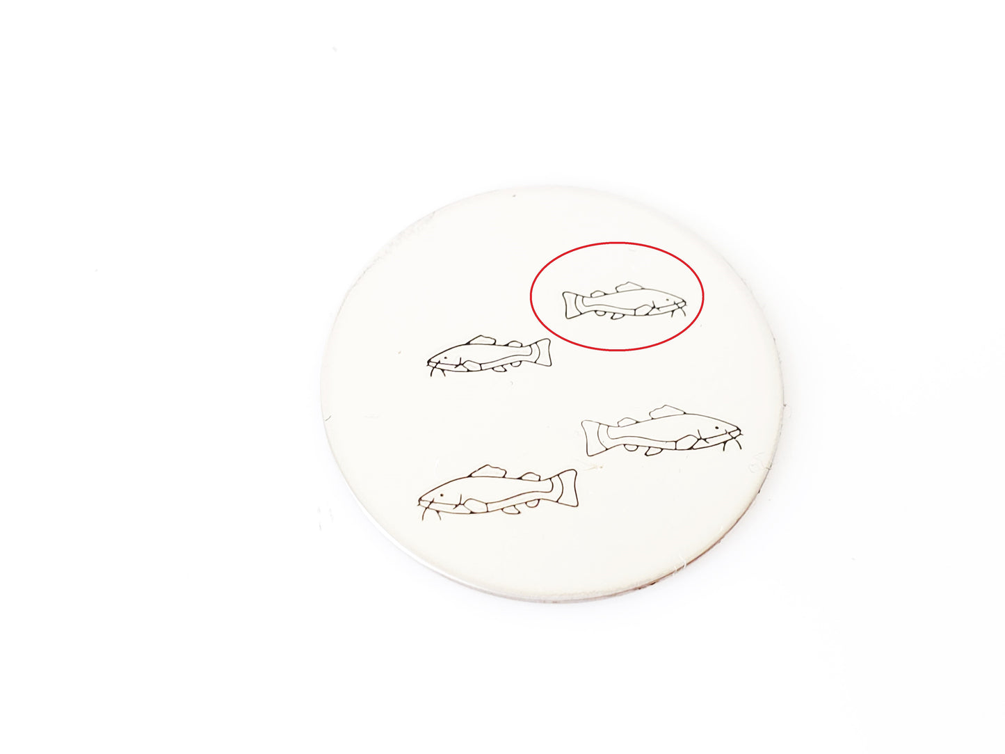 Fishes - Catfish #02