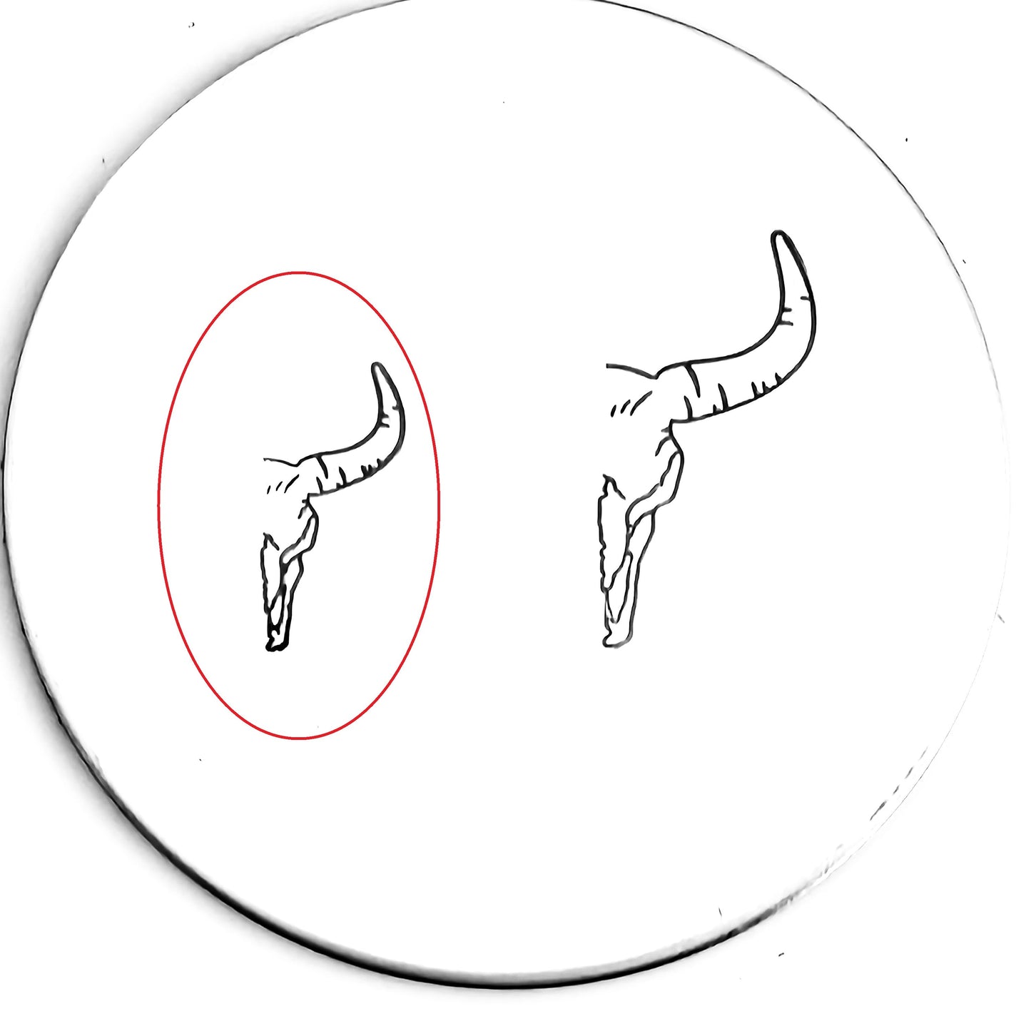 Flower Bull / Long Horn