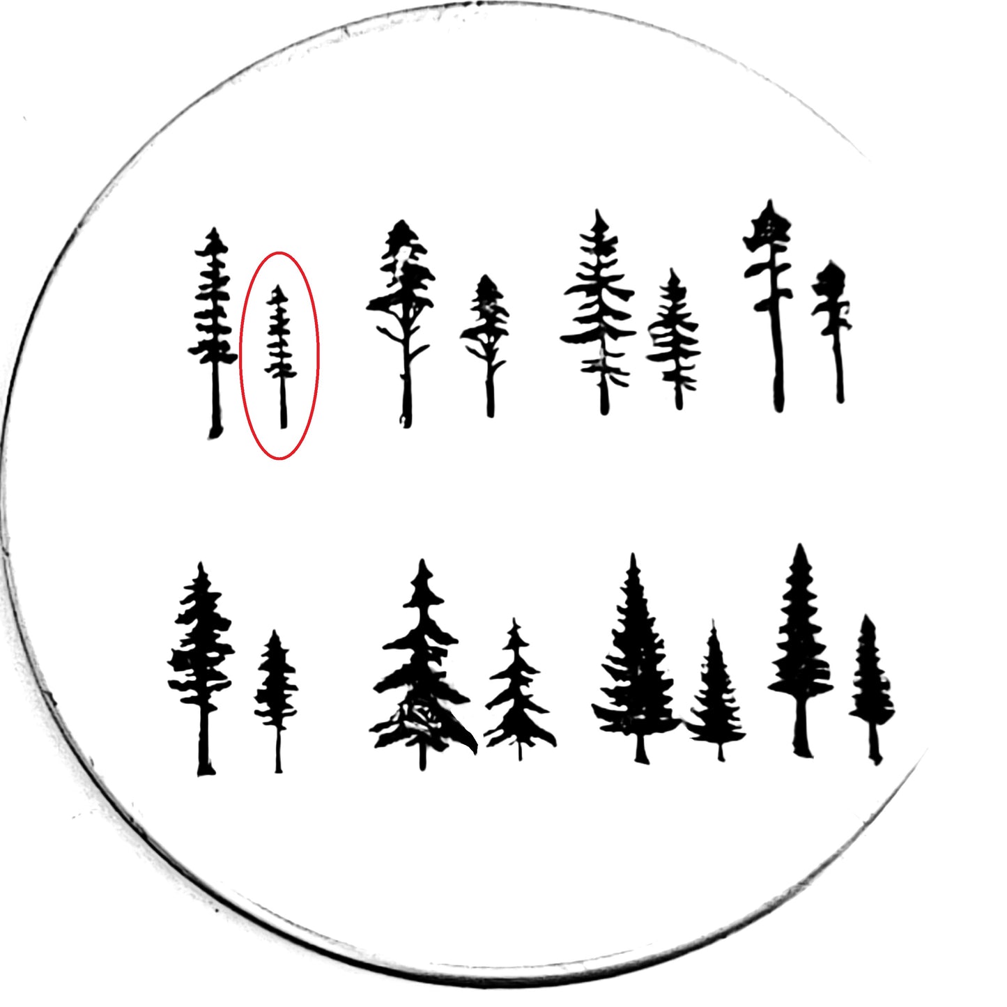 Evergreens - 8 styles!