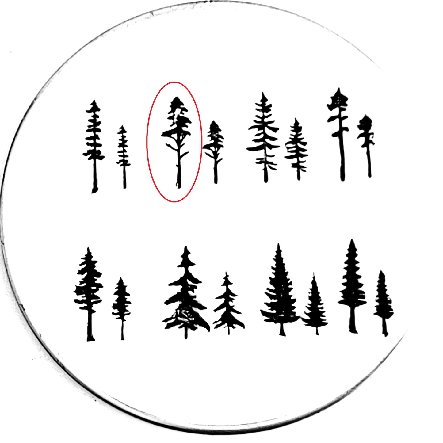 Evergreens - 8 styles!