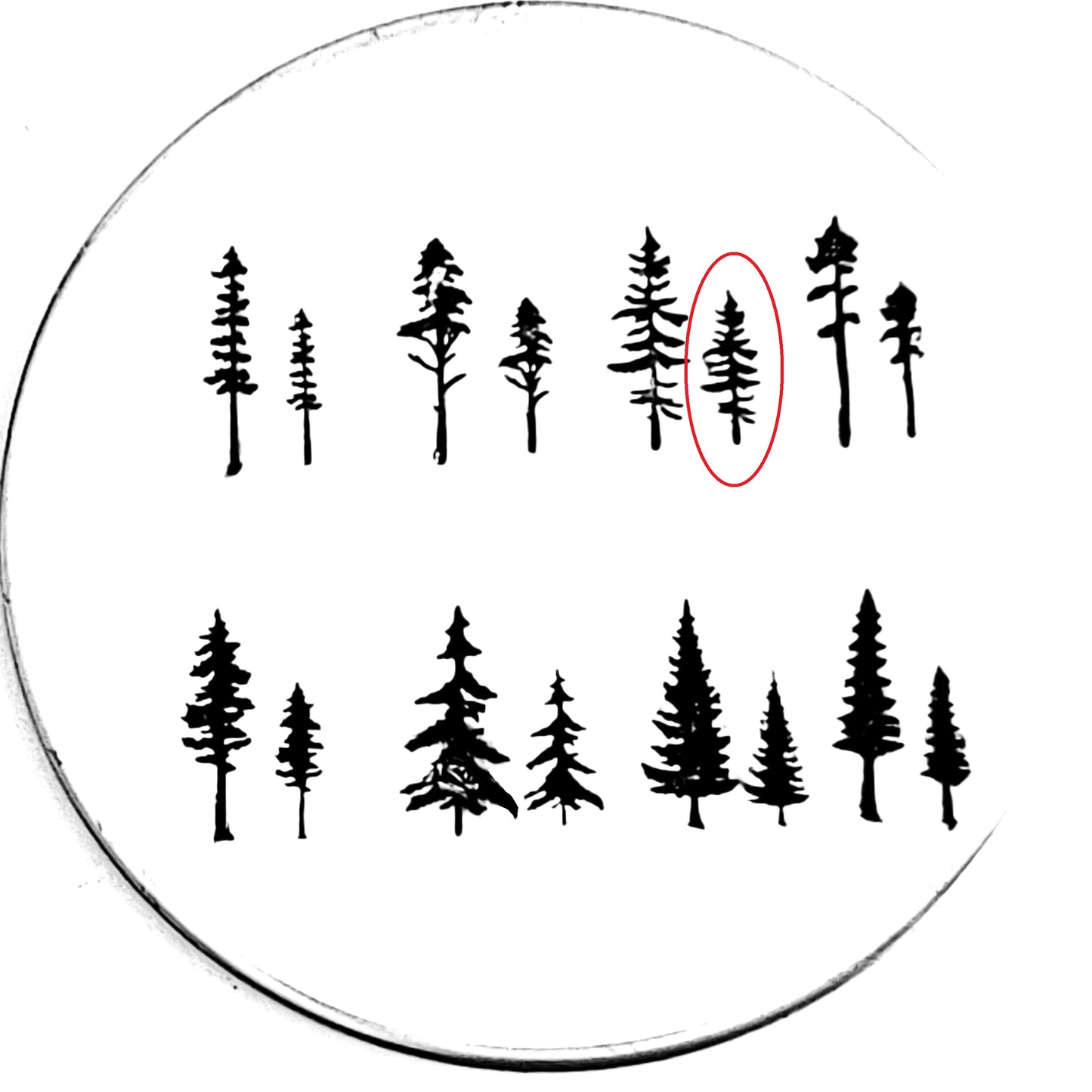 Evergreens - 8 styles!