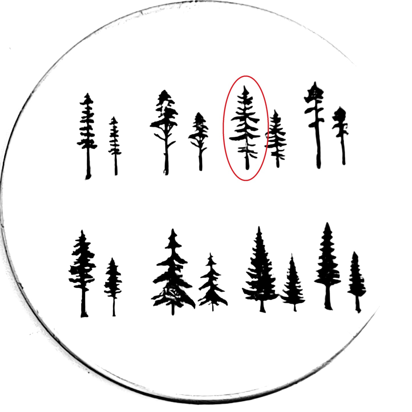 Evergreens - 8 styles!