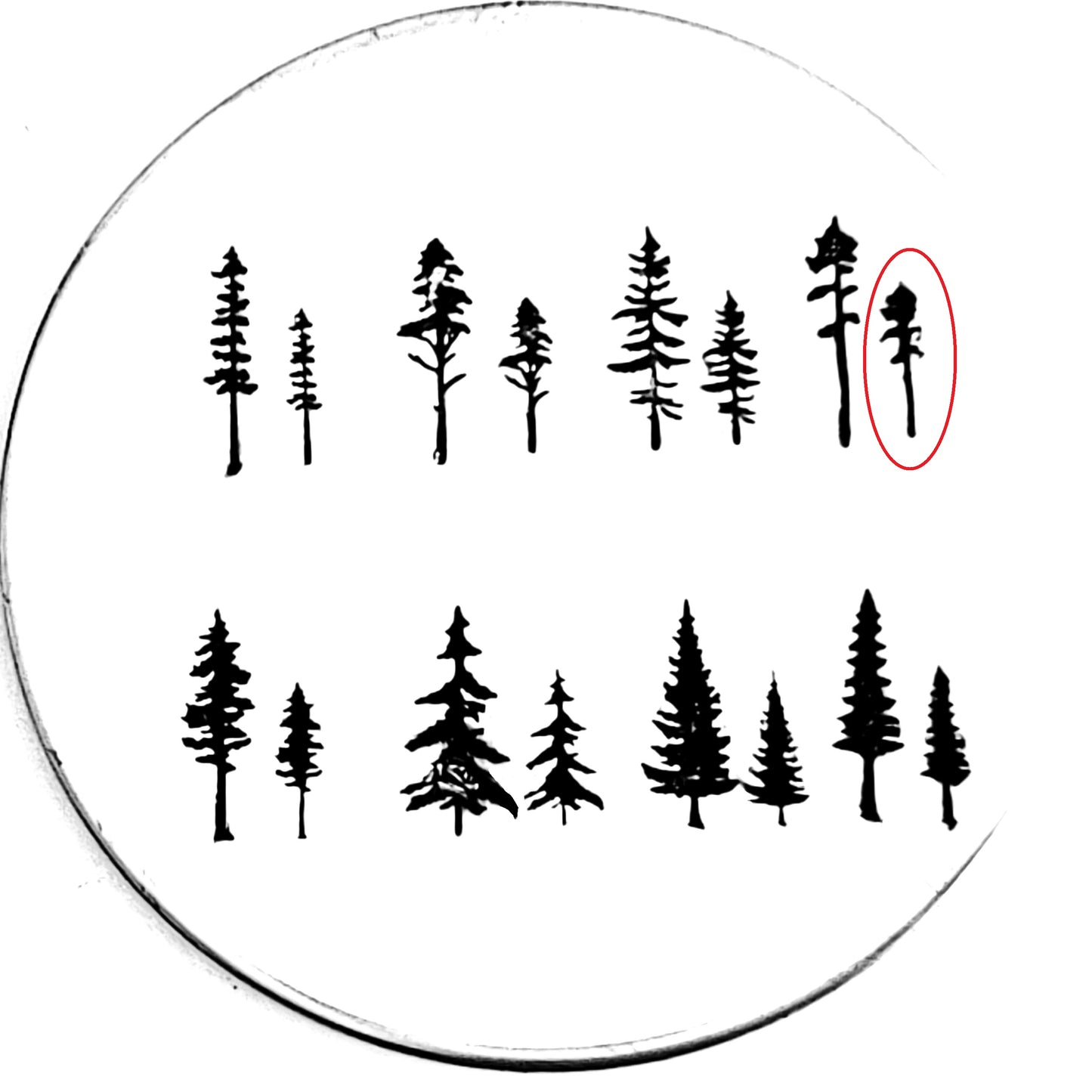 Evergreens - 8 styles!