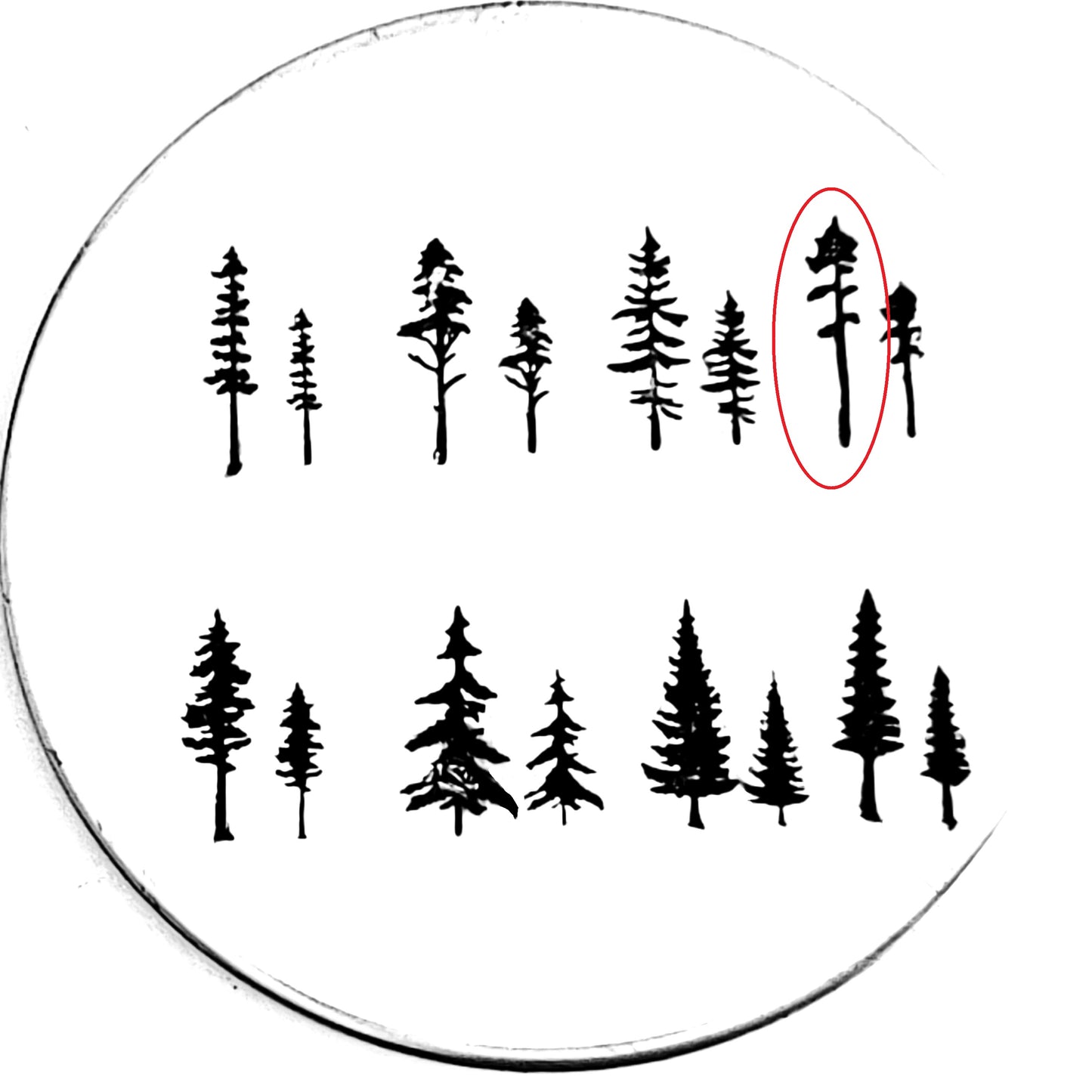 Evergreens - 8 styles!