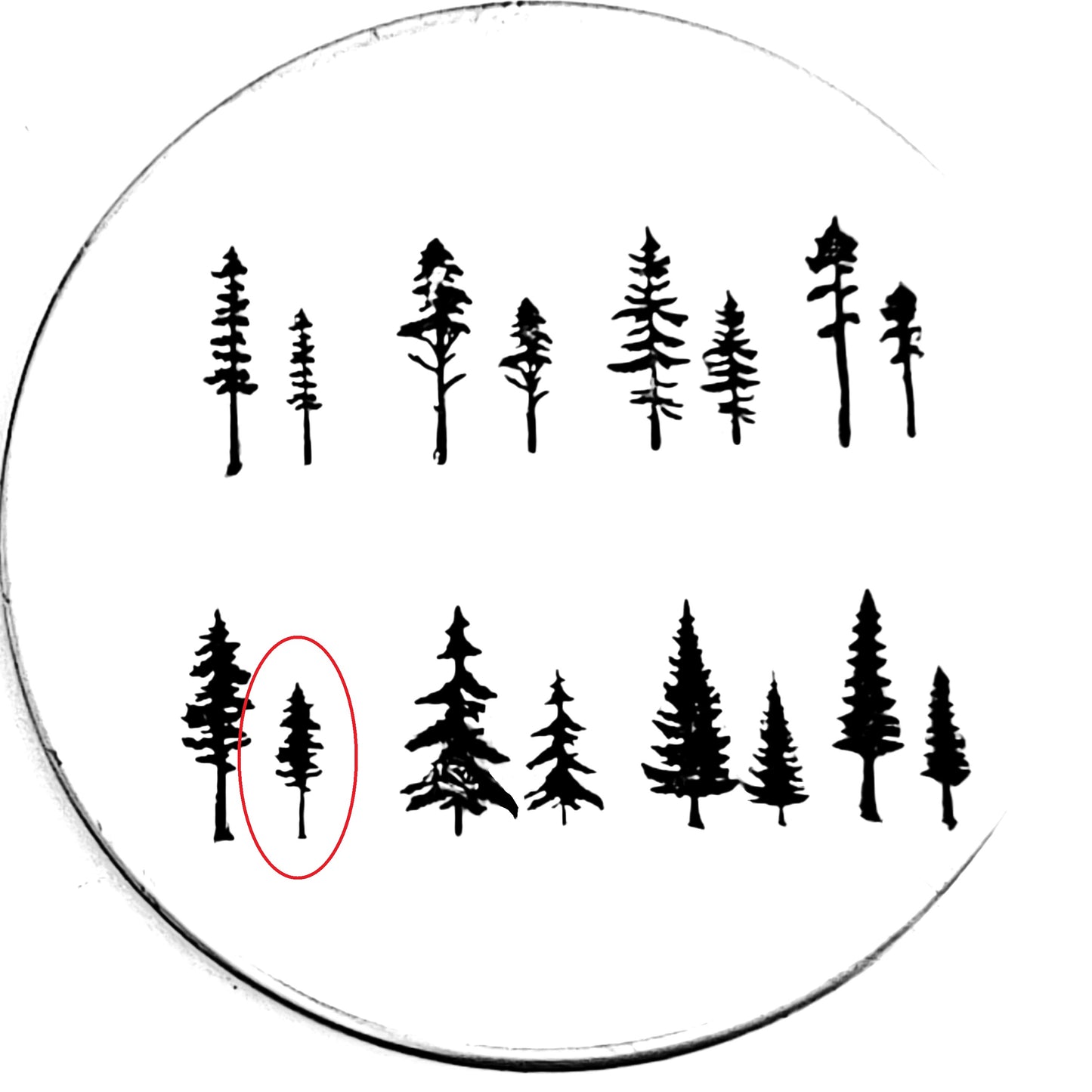 Evergreens - 8 styles!