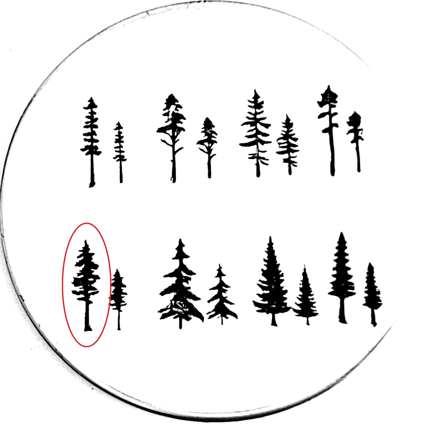 Evergreens - 8 styles!