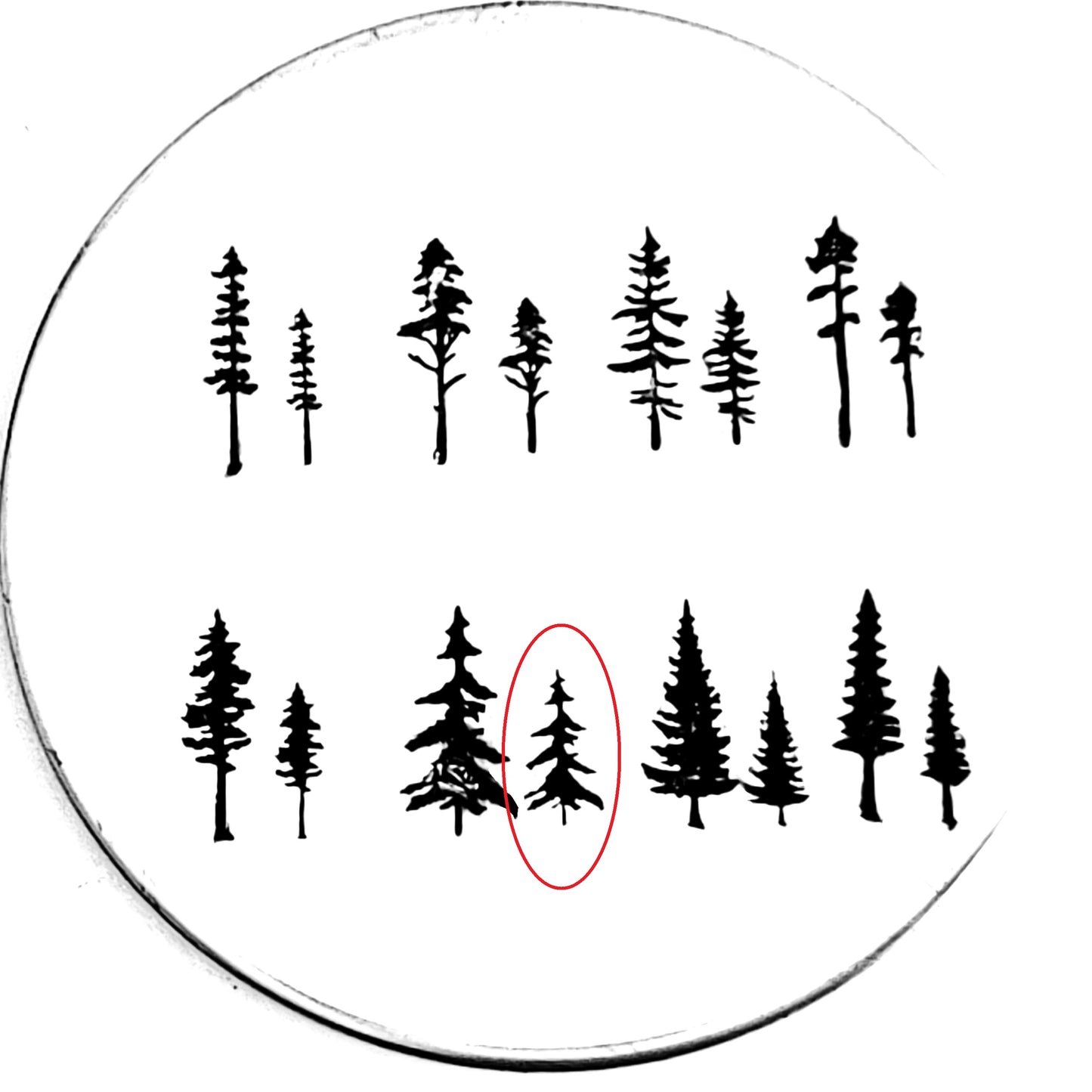 Evergreens - 8 styles!