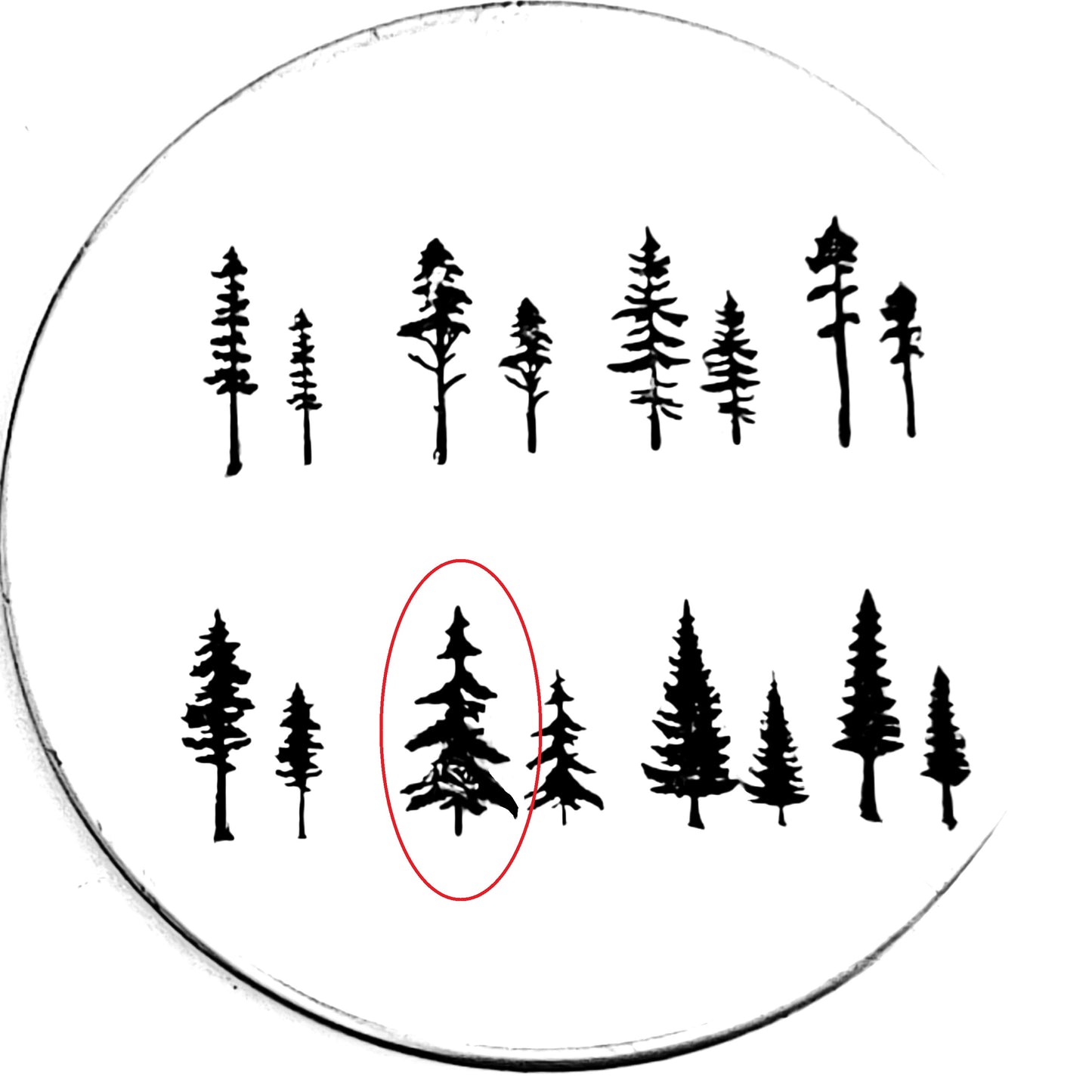 Evergreens - 8 styles!