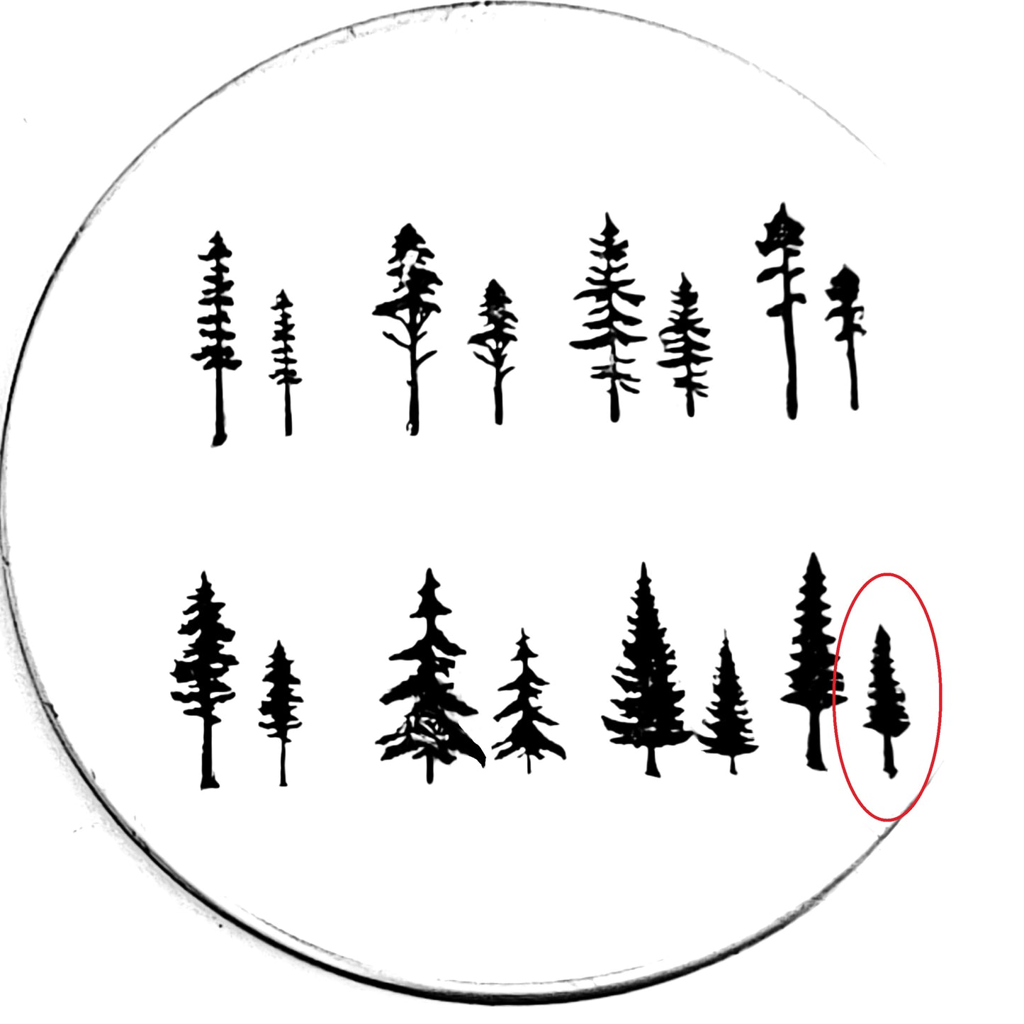 Evergreens - 8 styles!