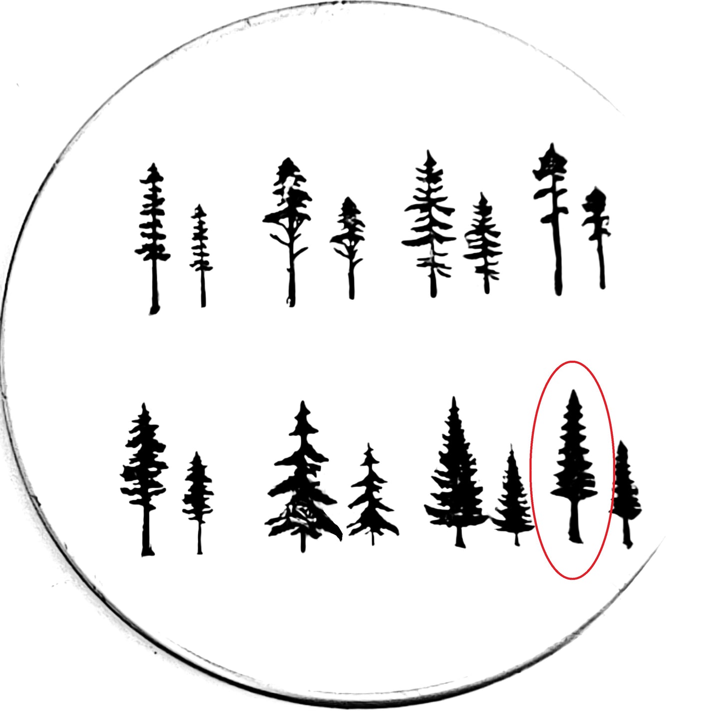 Evergreens - 8 styles!