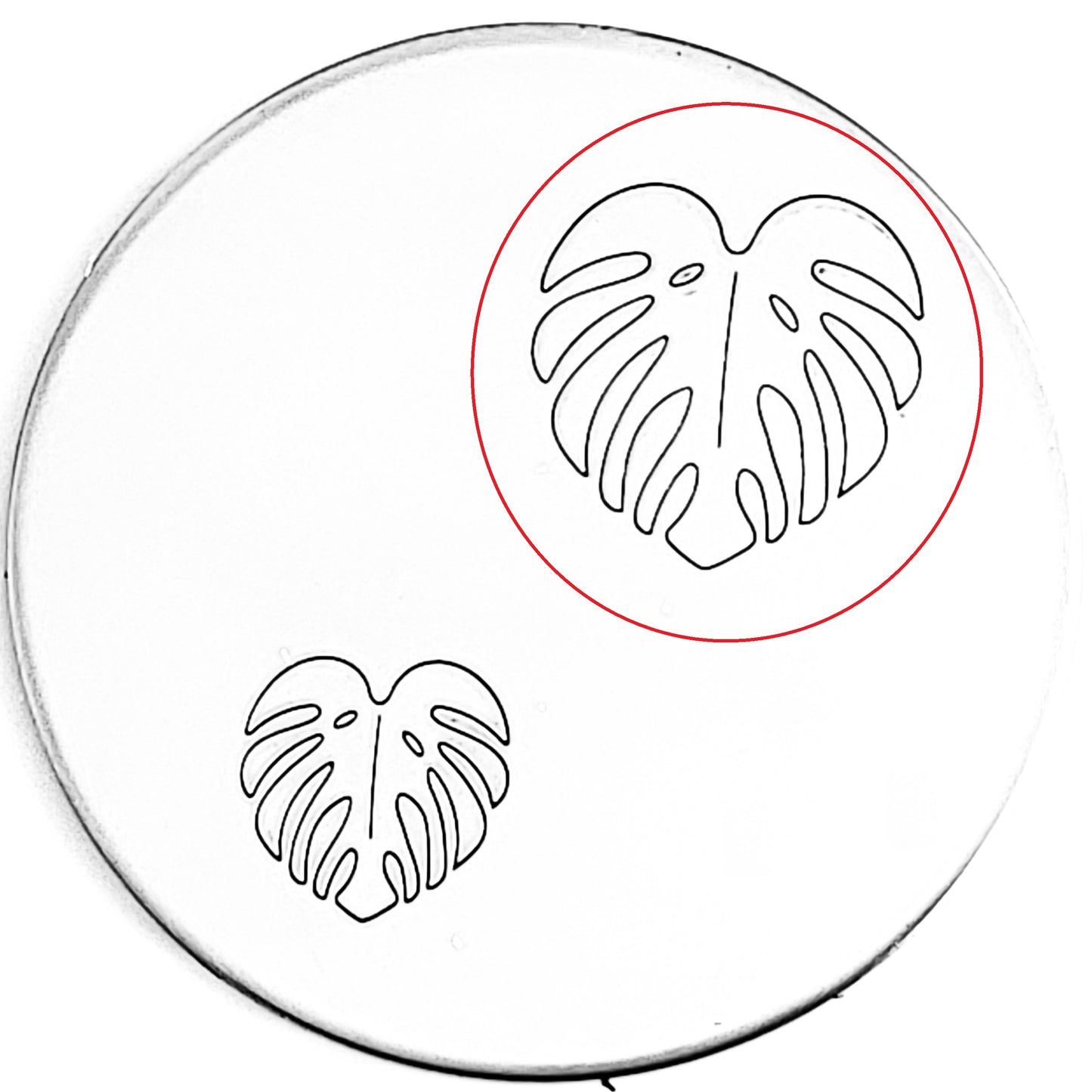 Monstera #01
