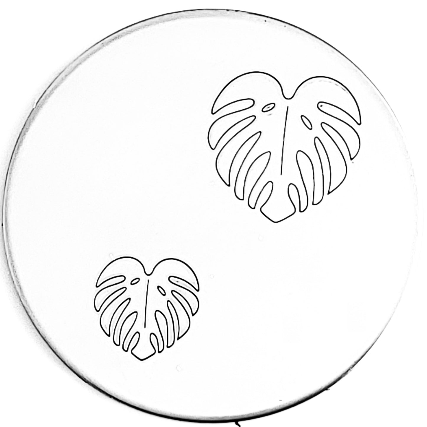 Monstera #01